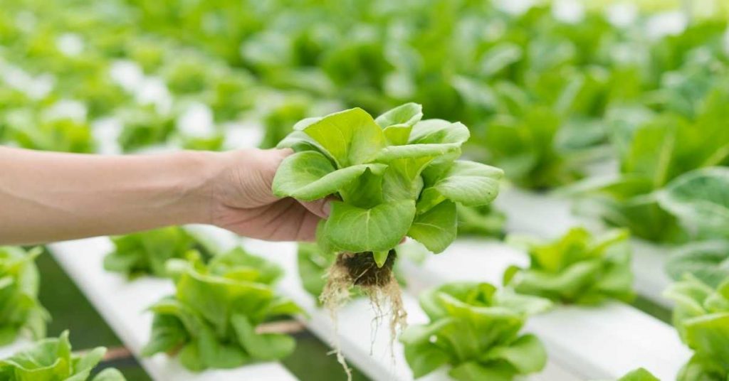 why hydroponics is better than traditional farming